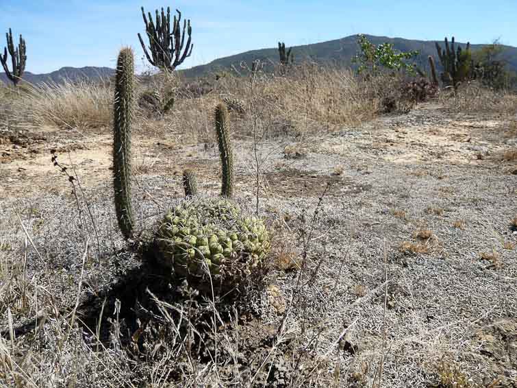 Gymnocalycium pflanzii